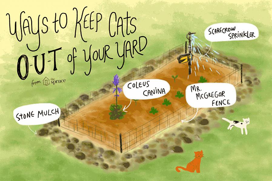 Katten kunnen worden ontmoedigd om in uw tuinbedden te graven of rond uw eigendom te scharrelen