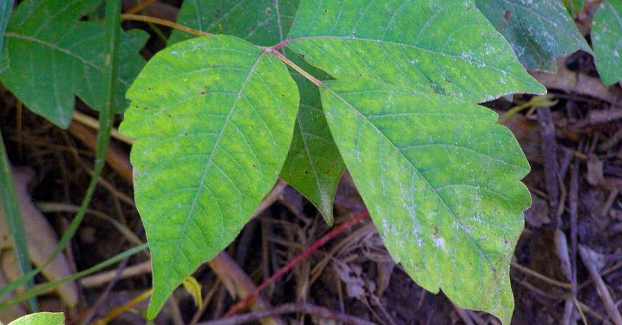 Poison Ivy-planten groeien ook bessen