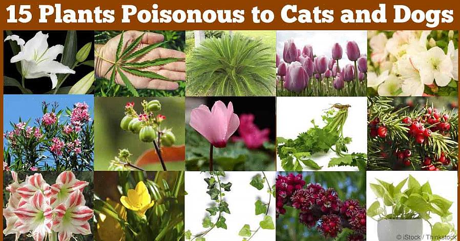 De giftige aard van sommige van de planten die giftig zijn voor honden