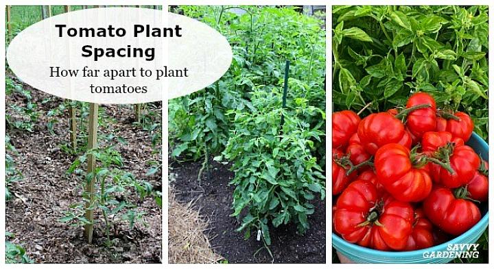 De eenvoudigste manier om de tomatenzaailing te planten