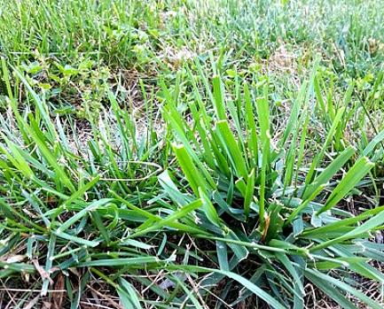 Om crabgrass met succes te doden met pre-emergent herbiciden