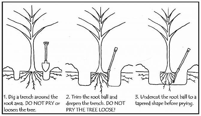 Diepte van de kluit (wortels plus aarde) in door een beetje verkennend rond de plant te graven