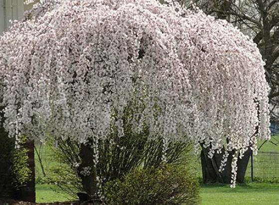Huilende kersenbomen (Prunus spp.) Moeten worden opgenomen in elke lijst met beste cascade-exemplaren