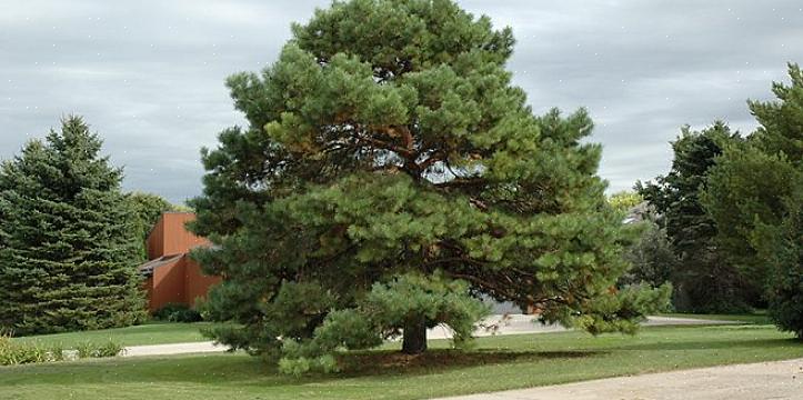 Plantentaxonomie kent deze Japanse dwergpijnboom de geslachts