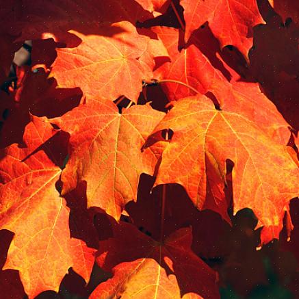Een andere goede keuze voor rood herfstblad is Acer rubrum 'Franksred'