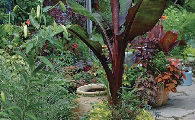 Tropische planten binnenshuis brengen