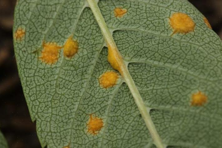 Er zijn veel soorten van de roestschimmelziekte die gastheerspecifieke planten