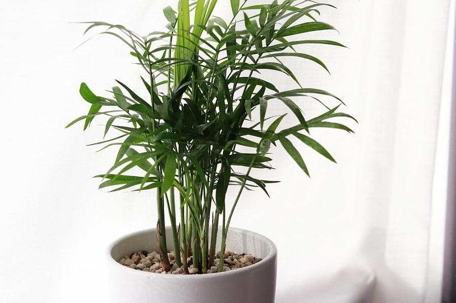 Areca-palmen zijn zware feeders die vergelende bladeren kunnen ontwikkelen in afwezigheid van magnesium