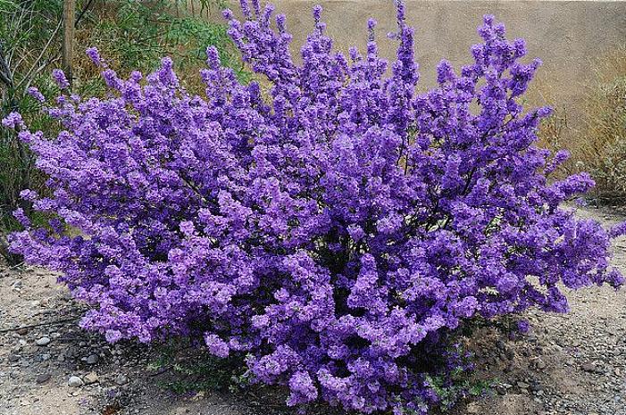 Purple Queen is een voorbeeld van een type met paarse bloemen
