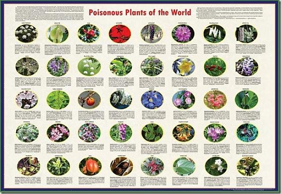 Maar alle bessen met giftige zaden zijn in wezen "giftige bessen"