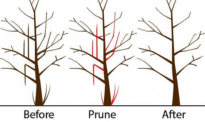 Perzikbomen worden gesnoeid in een open "V" of vaasvorm
