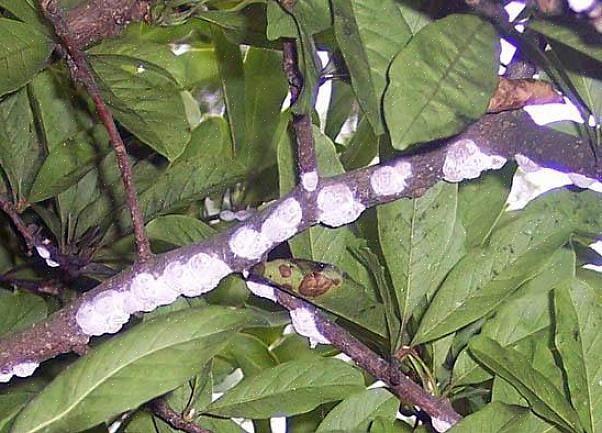 Maar voor een effectieve bestrijding van magnolia-schaal is het essentieel dat u de levenscyclus