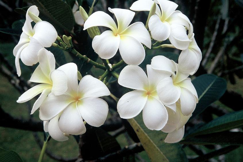 De witte frangipani (Plumeria alba) is een bladverliezende plumeriaboom die inheems is in tropische gebieden