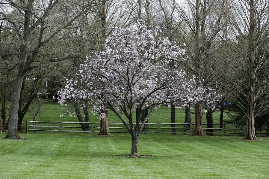 De methoden voor het snoeien van magnolia verschillen enigszins