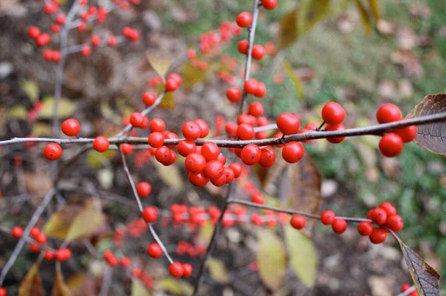 Winterberry (Ilex verticillata) komt oorspronkelijk uit Oost-Canada