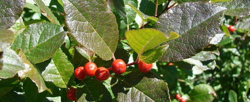 Winterberry is een tweehuizige plant