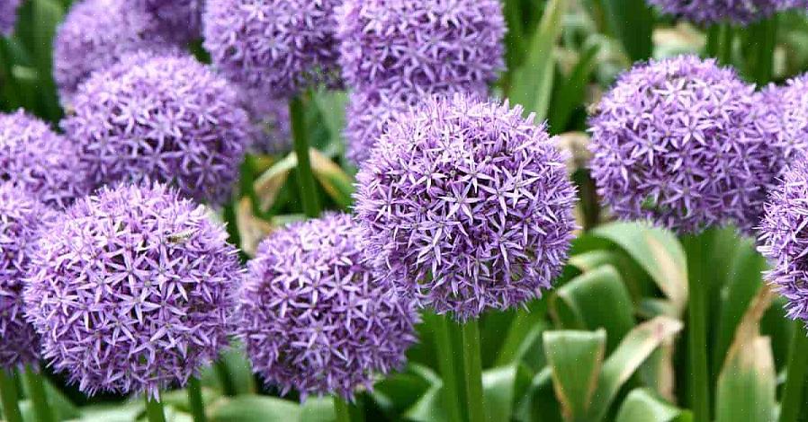 Knoflook hebben de sieralliums ronde bloemhoofdjes die zijn samengesteld uit tientallen stervormige bloemen