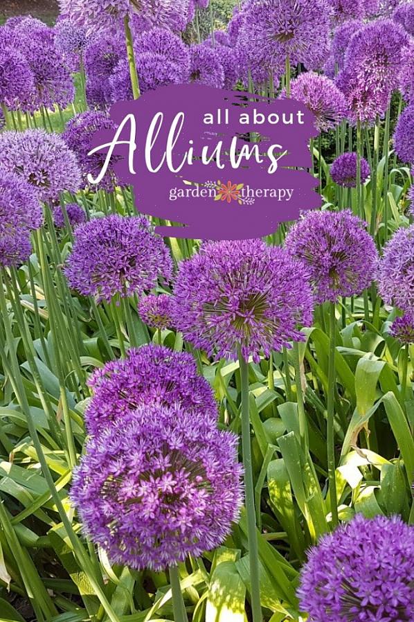 Knikkende ui (Allium cernuum) produceert floppende mopkoppen met bloemen in mooie tinten roze