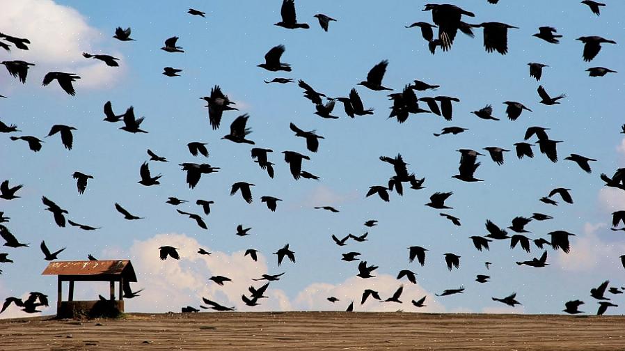 Energie besparen Vogels die niet migreren