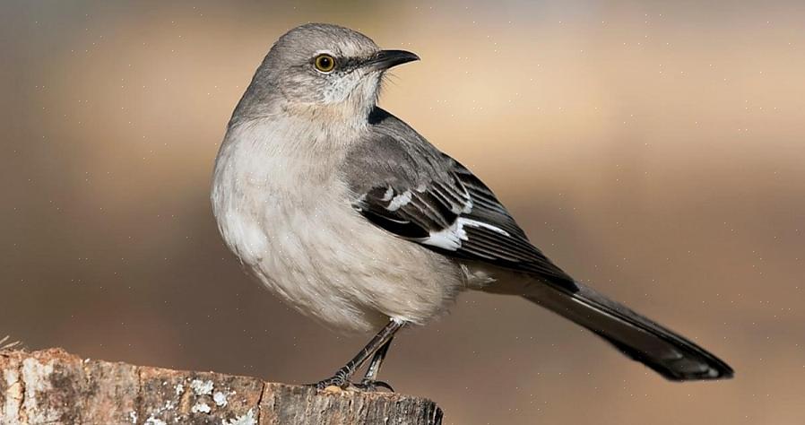 Noordelijke spotvogels zijn over het algemeen het hele jaar door bewoners van hun verspreidingsgebied