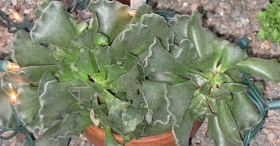 Over het algemeen hebben crinkle leaf-planten niet veel water nodig om te overleven
