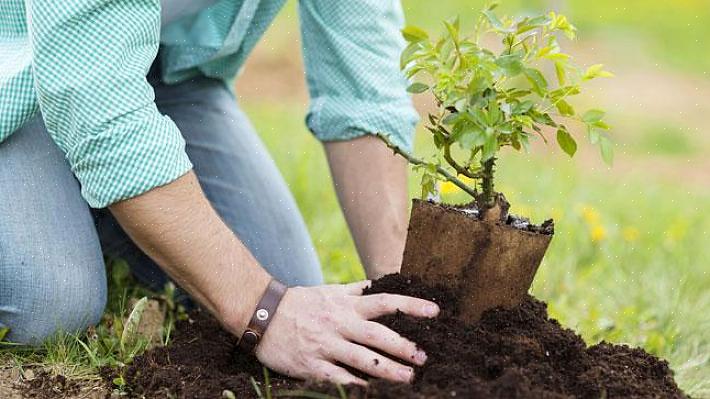 Met wat extra zorg kunt u tuinplanten op elk moment van het jaar met succes verplanten