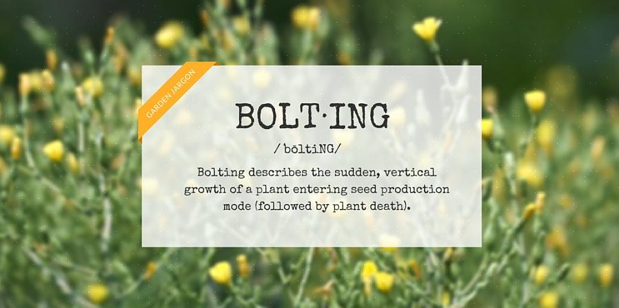Bolting wordt gedefinieerd als het in zeer korte tijd kweken van een hoge bloemstengel