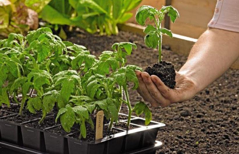 Kunt u zaden planten of zaailingen kopen bij uw plaatselijke tuincentrum