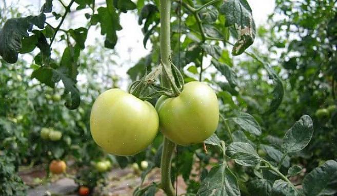Plant je tomatenplanten dieper dan dat ze in de pot komen