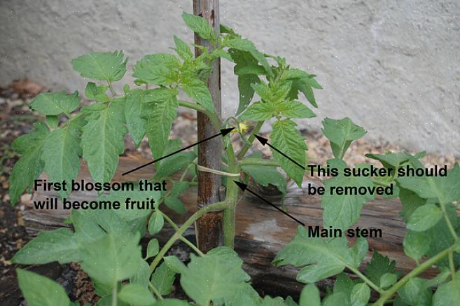 De belangrijkste reden om tomatenplanten te snoeien