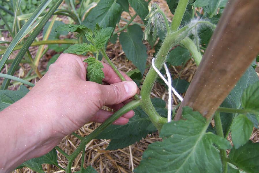 Worden uitlopers van tomatenplanten een andere hoofdstam met takken