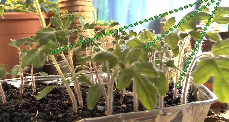 Laat de tomatenplanten onder lampen groeien