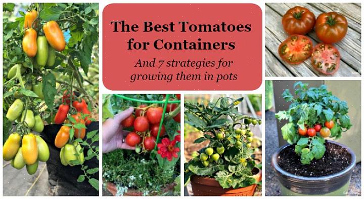 Er zijn drie sleutels tot het succesvol telen van tomaten in een container