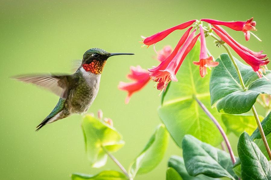 Om uw tuin aantrekkelijk te maken voor nestelende kolibries