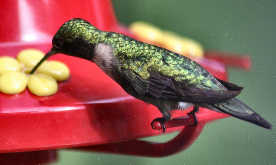 Kies naast kolibrievoeders ook kolibriebloemen die een natuurlijke nectarbron kunnen zijn voor het voeren