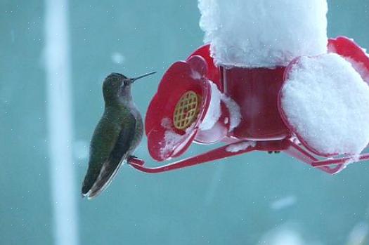 Kolibries zijn vraatzuchtige eters