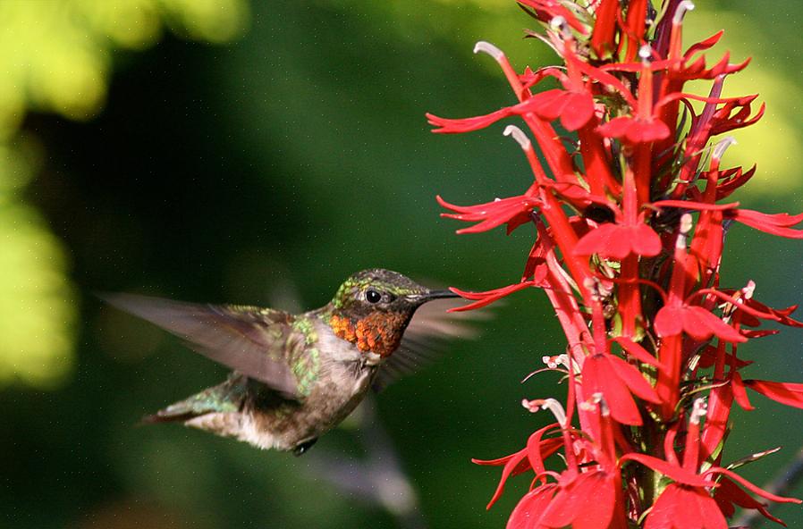 Insecten kolibries eten