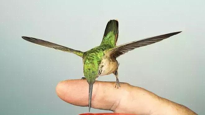 Probeer kolibries pas laat in het seizoen met de hand te voeren