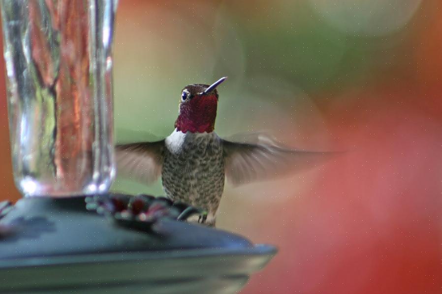 Een fles nectarmix door elkaar te schudden of snel een commercieel kolibrie-nectarconcentraat te verdunnen