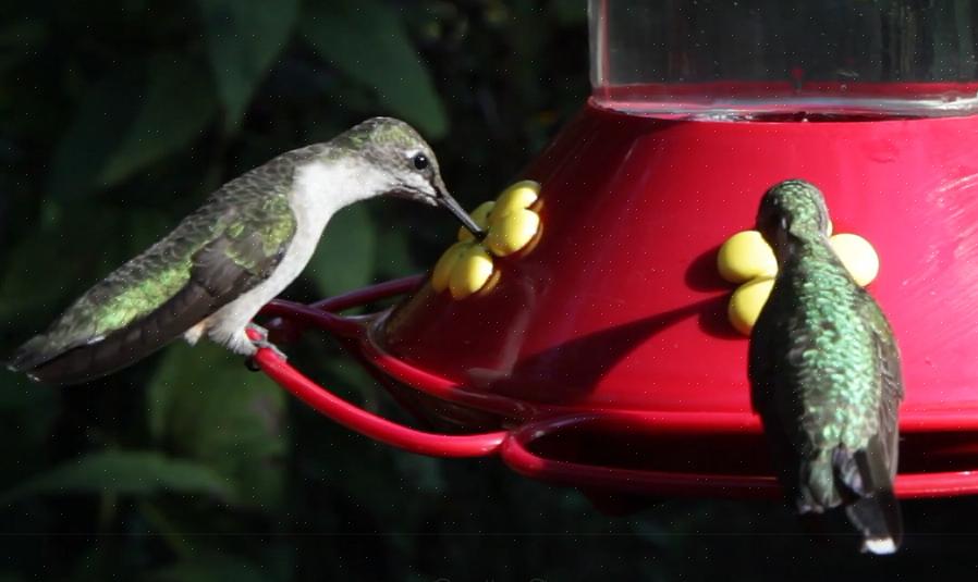 Giet voorzichtig de zelfgemaakte kolibrie-nectar in je favoriete kolibrievoeders