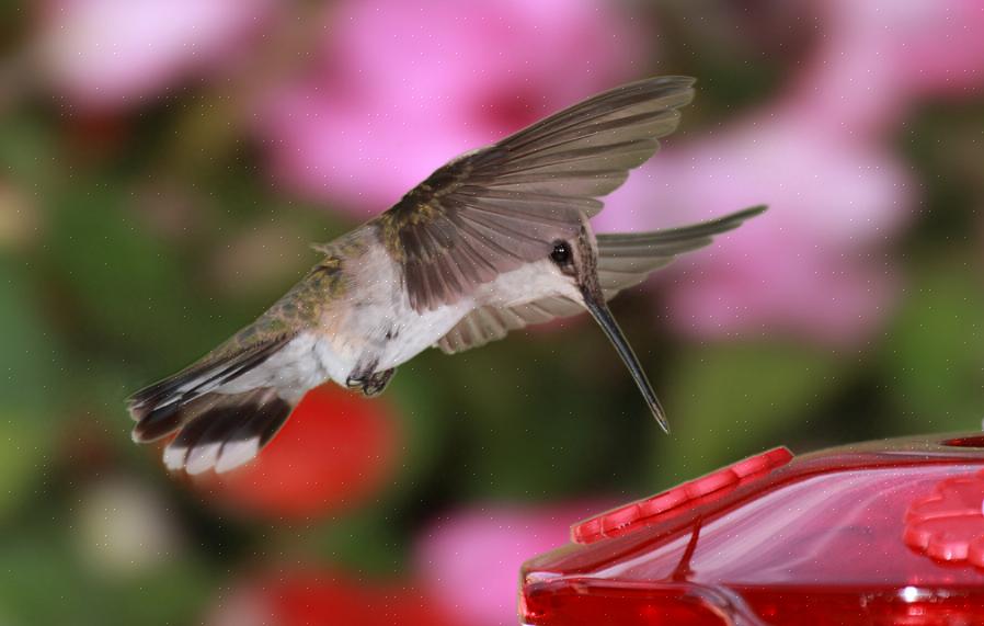 Is dit een uitstekende tijd om kolibrievoeders schoon te maken
