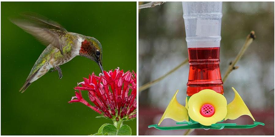 Is rode kleurstof in kolibrie-nectar slecht voor de vogels