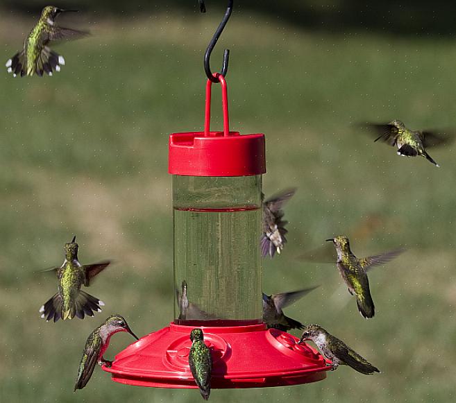 Er zijn twee basisstijlen van kolibrievoeders