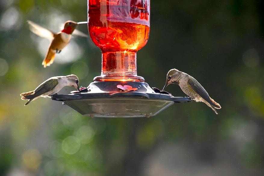 Tips voor het plaatsen van kolibries