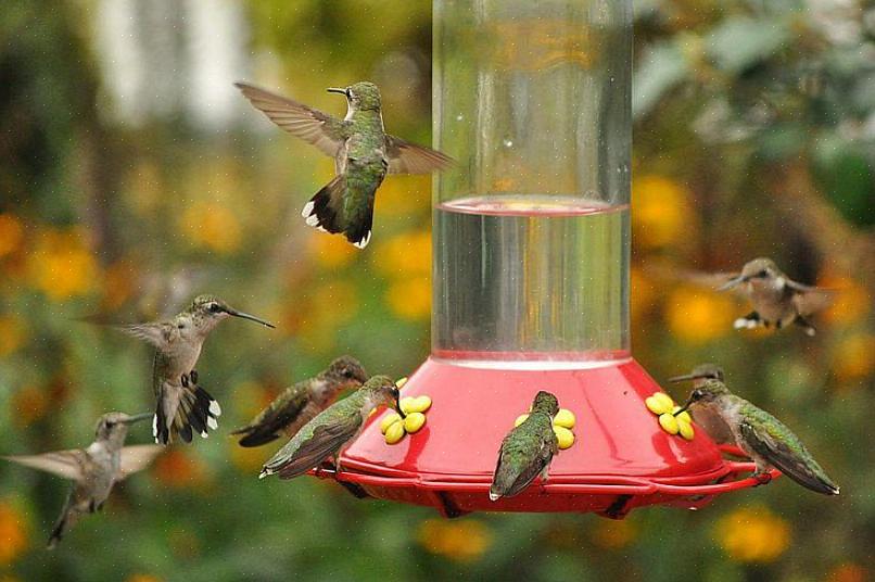 Een goed ontworpen voederstation voor kolibries zal echter veel kolibries aantrekken