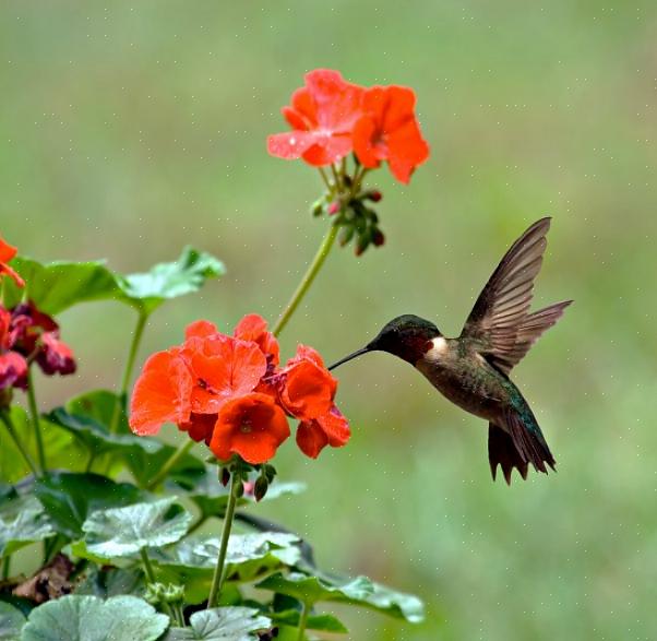 Het geven van spatten van rode kleur om kolibries aan te trekken