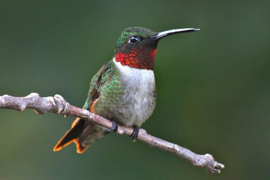Algemeen erkende kolibrie in Noord-Europa