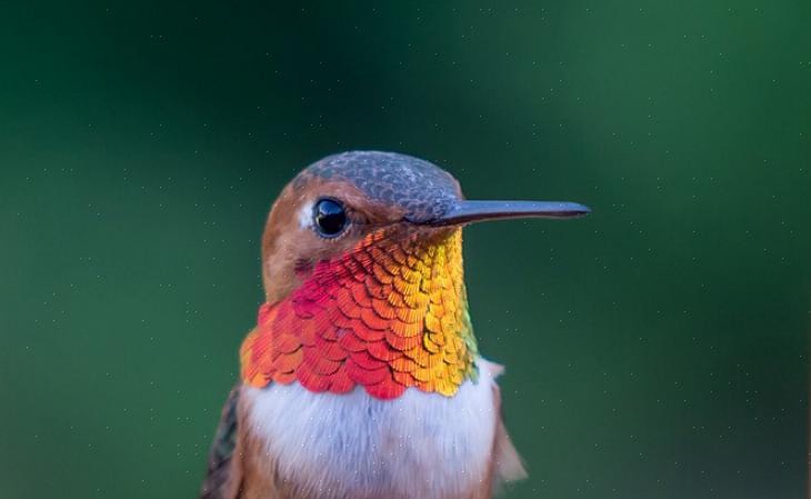 Rufous kolibries zijn een solitaire soort