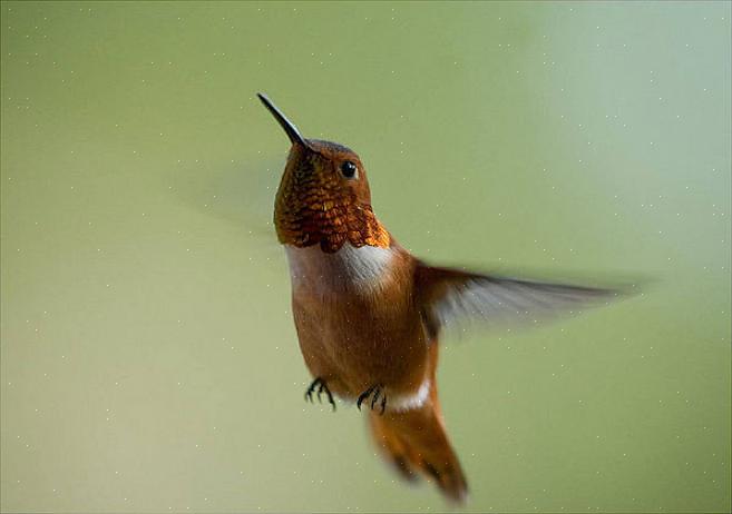 Rufous kolibries zijn geregistreerd als kruising met Anna's kolibries