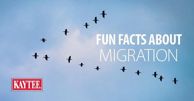 De feitelijke datums waarop vogels migreren